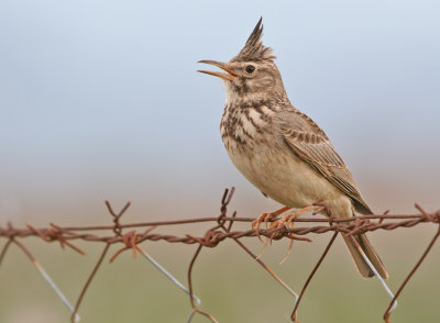 Crested Lark / Kuifleeuwerik