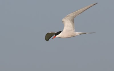 Common Tern / Visdief
