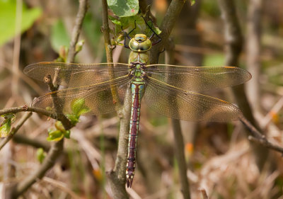 Emperor dragonfly / Grote keizerlibel