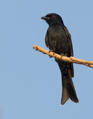 Glossy-backed Drongo / Treurdrongo