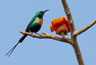 Beautiful sunbird / Feenhoningzuiger