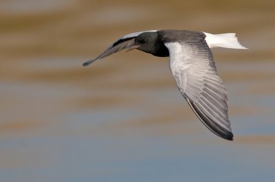 White-winged tern / Witvleugelstern