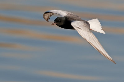 White-winged tern / Witvleugelstern