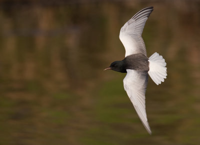 White-winged tern / Witvleugelstern