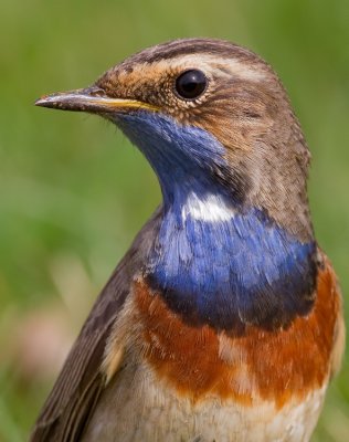 Bluethroat / Blauwborst