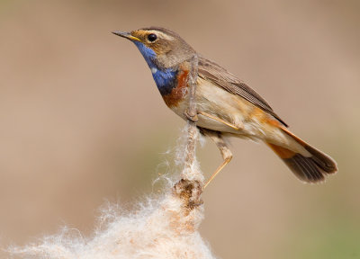 Bluethroat / Blauwborst
