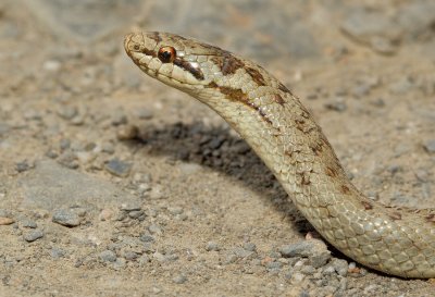 Smooth snake / Gladde slang
