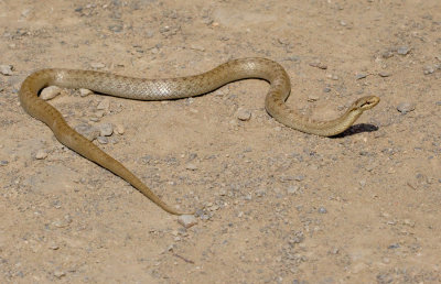 Smooth snake / Gladde slang
