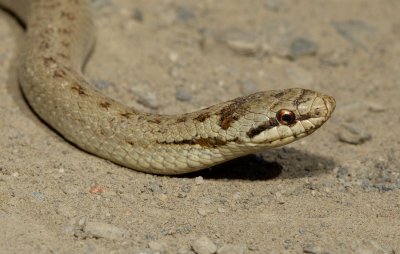 Smooth snake / Gladde slang