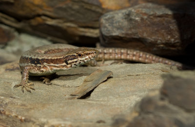 Common Wall Lizard/ Muurhagedis
