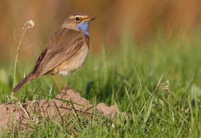 Bluethroat / Blauwborst