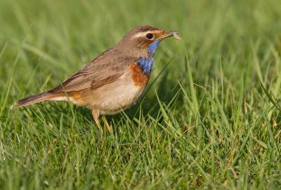 Bluethroat / Blauwborst