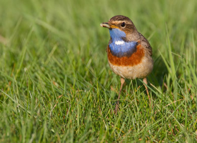 Bluethroat / Blauwborst