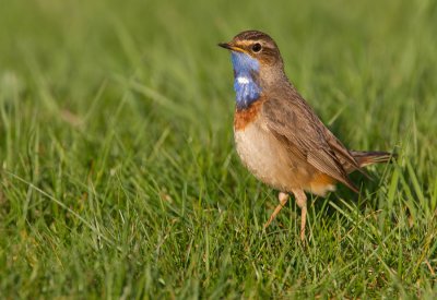 Bluethroat / Blauwborst