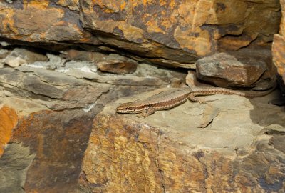 Common Wall Lizard/ Muurhagedis