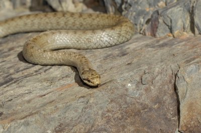 Smooth snake / Gladde slang