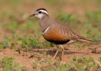 Dotterel / Morinelplevier