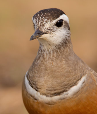 Dotterel / Morinelplevier
