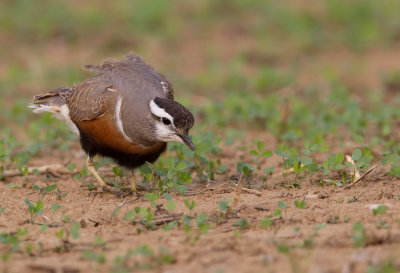 Dotterel / Morinelplevier