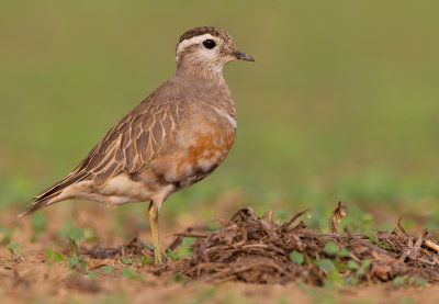 Dotterel / Morinelplevier