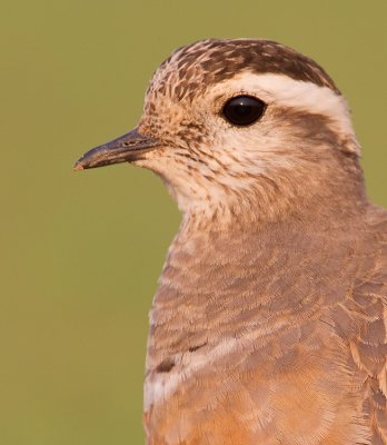 Dotterel / Morinelplevier