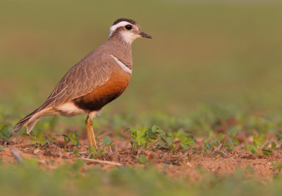 Dotterel / Morinelplevier