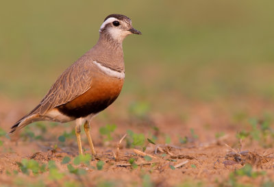 Dotterel / Morinelplevier