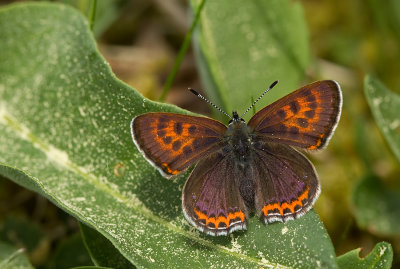Violet copper / Blauwe vuurvlinder