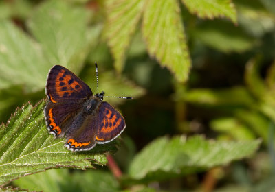 Violet copper / Blauwe vuurvlinder