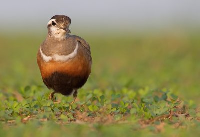 Dotterel / Morinelplevier