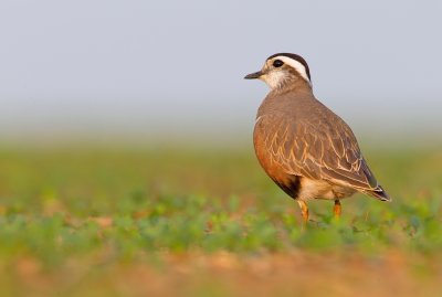 Dotterel / Morinelplevier