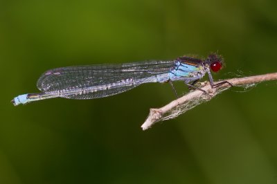 Red-eyed Damselfly / Grote Roodoogjuffer