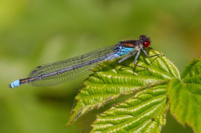 Red-eyed Damselfly / Grote Roodoogjuffer