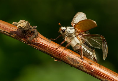 Common cockchafer / Meikever 