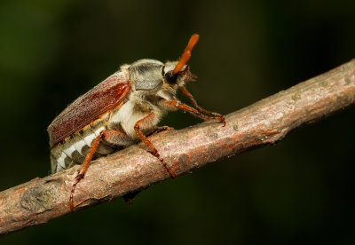 Common cockchafer / Meikever 