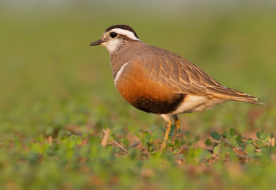 Dotterel / Morinelplevier