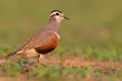 Dotterel / Morinelplevier