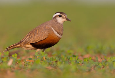 Dotterel / Morinelplevier