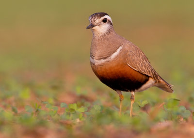 Dotterel / Morinelplevier