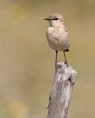 Isabelline Wheatear  / Izabeltapuit