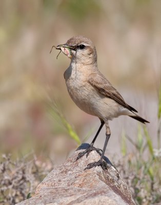 Isabelline Wheatear  / Izabeltapuit