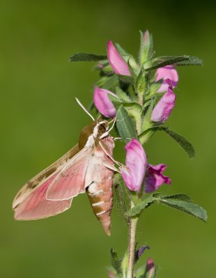 Spurge Hawk-moth / Wolfsmelkpijlstaart