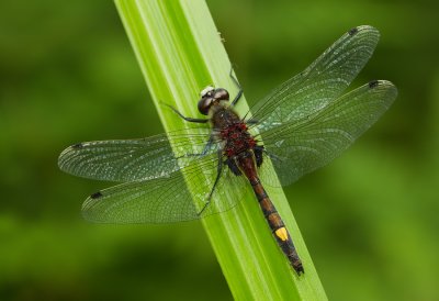 Yellow-spotted Whiteface / Gevlekte witsnuitlibel