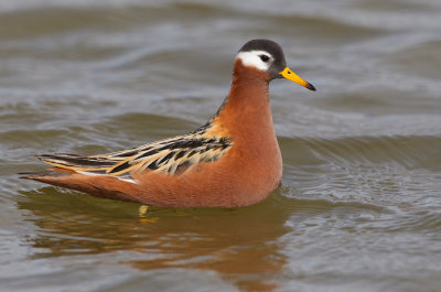 Grey Phalarope / Rosse Franjepoot
