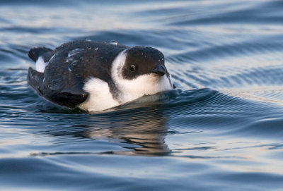 Little Auk / Kleine Alk