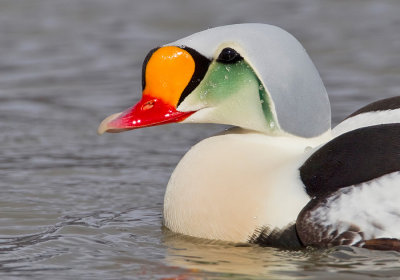 King eider / Koningseider