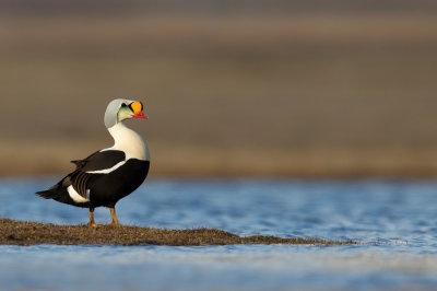 King eider / Koningseider