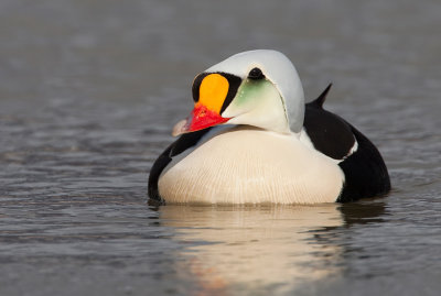 King eider / Koningseider
