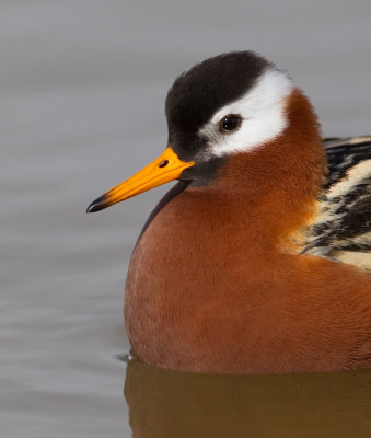 Grey Phalarope / Rosse Franjepoot