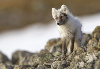 Arctic Fox  / Poolvos